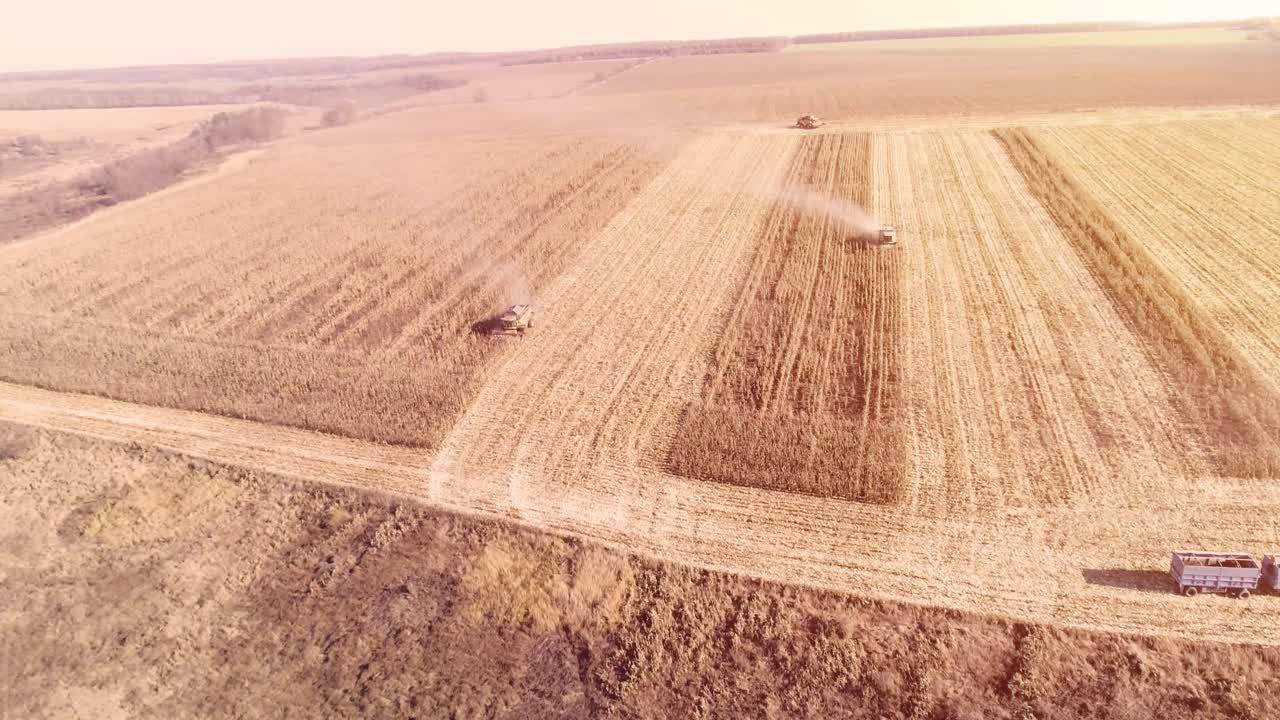 cosecha de campo de maíz con cosechadora a principios del otoño. plegado de cabeza de maíz. vista aérea