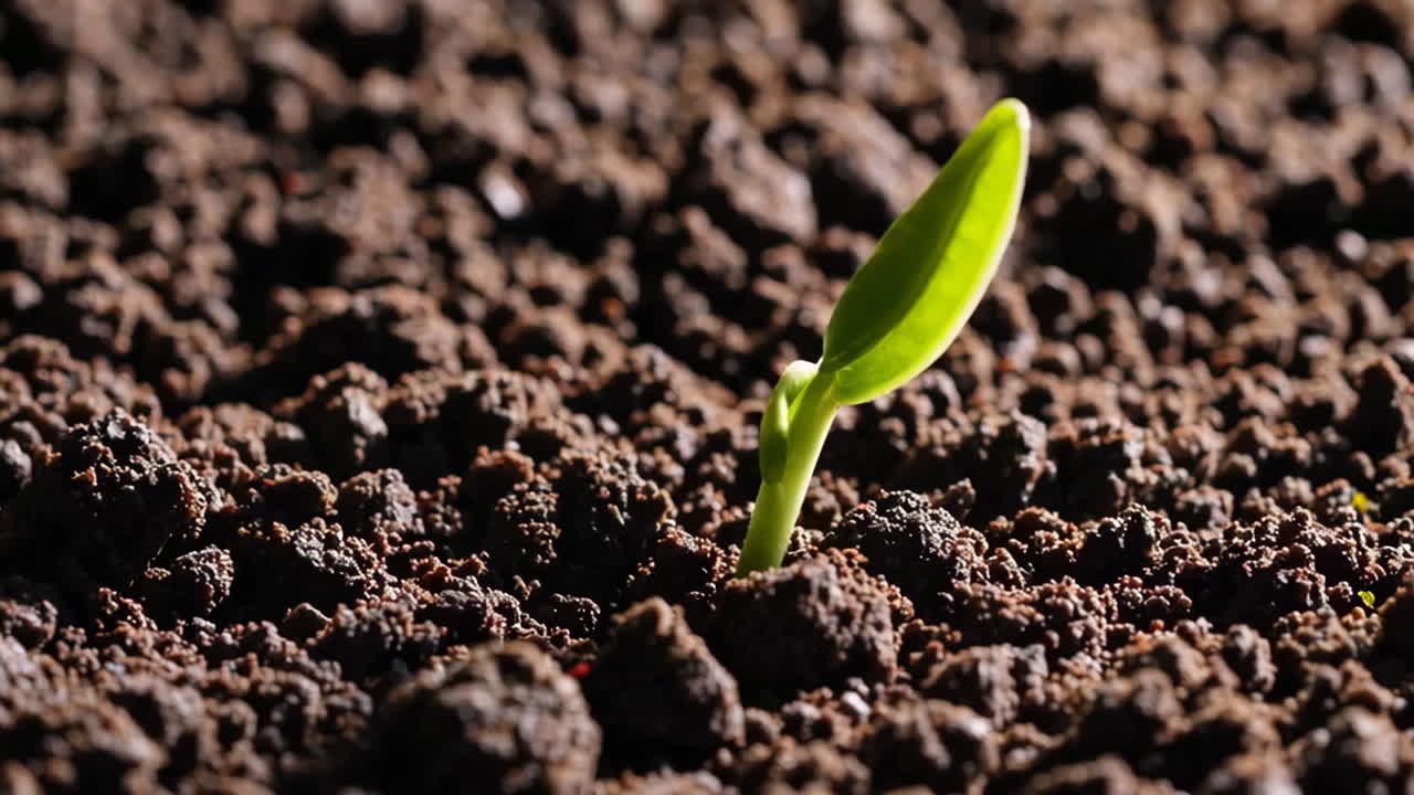 brote que emerge del suelo