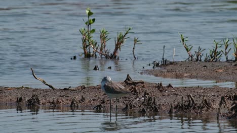 Die-Kamera-Zoomt-Heran-Und-Zeigt-Diesen-Vogel,-Der-Im-Wasser-Ruht-Und-Dabei-Seinen-Kopf-In-Den-Flügeln-Hält