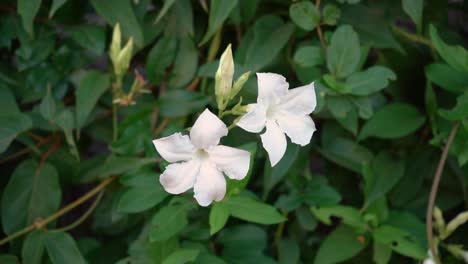 jazmín blanco común en el jardín. de cerca