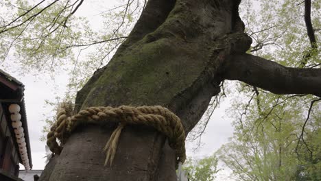 Yorishiro-Shimenawa-Cuerda-Asustada-Envuelta-Alrededor-De-Un-árbol-Que-Denota-La-Presencia-De-Dios