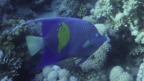 arabian angle fish in the coral reef of the red sea of egypt