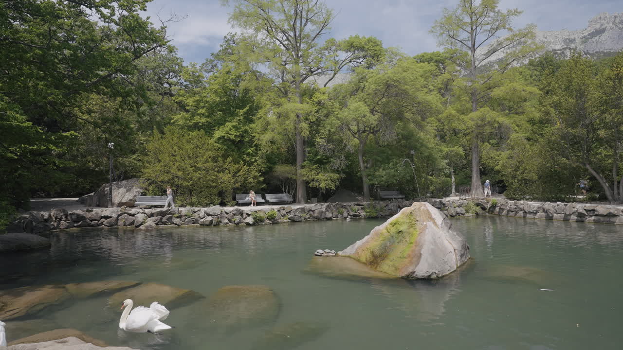 백조 와 사람 들 이 있는 공원 연못