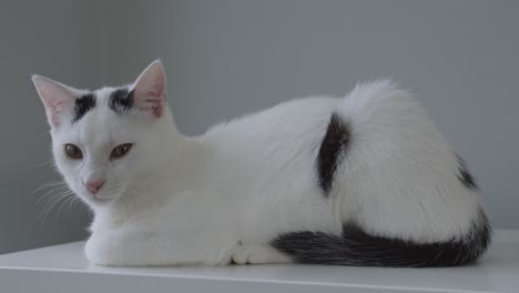 gato blanco doméstico con manchas negras tendido y mirando a la cámara