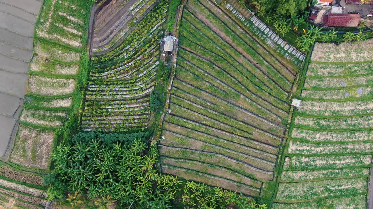 Aerial View of Lush Green Terraced Rice Fields