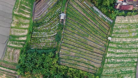 aerial view of lush green terraced rice fields