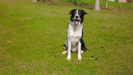 un perro pastor galés sentado en un prado verde en un día soleado de primavera