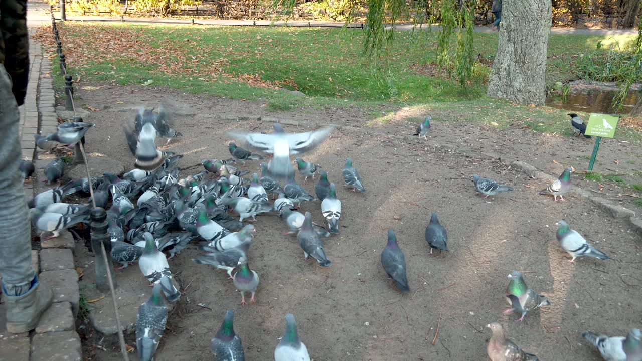 bandada de palomas domésticas alimentándose en el suelo en el parque oliwski en gdansk, polonia