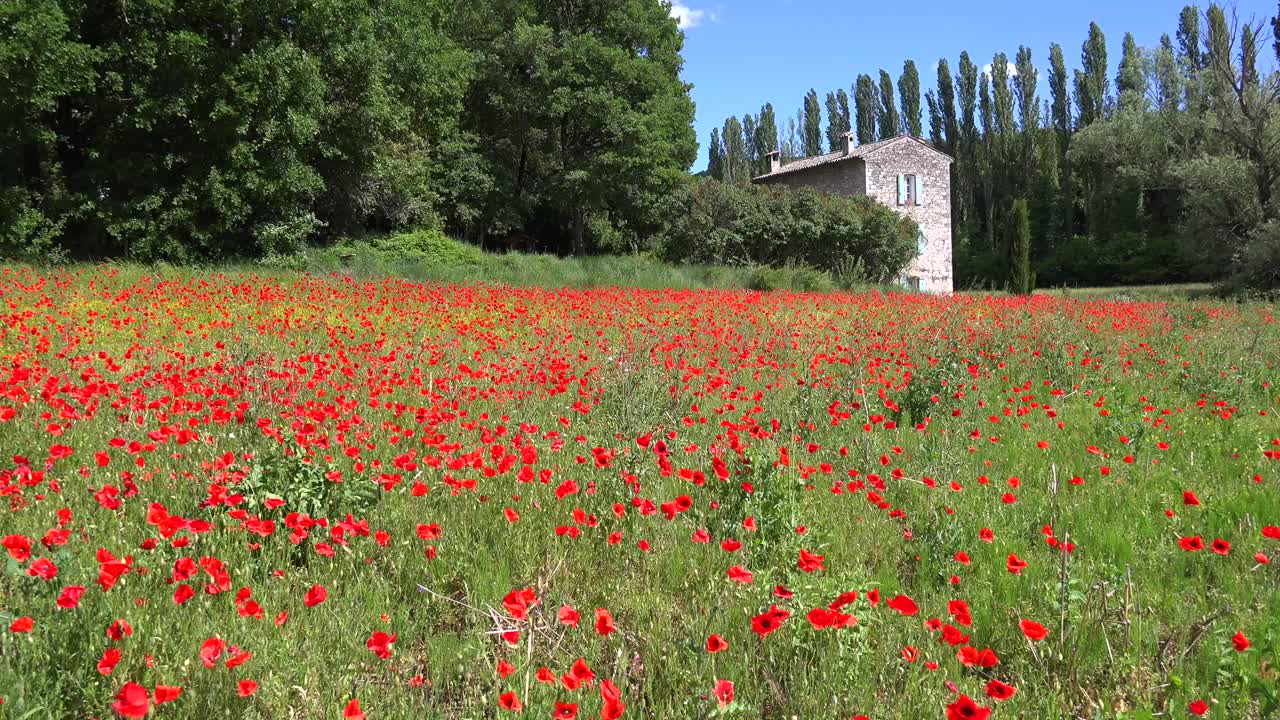 Fransa'nın Provence bölgesinde güzel ve eski bir taş evin yakınında güzel bir yabani çiçek tarlası çiçek açıyor.
