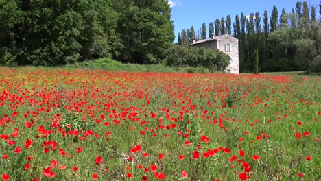 Hermoso-Campo-De-Flores-Silvestres-Florecen-Cerca-De-Una-Hermosa-Casa-Antigua-De-Piedra-En-La-Provenza,-Francia