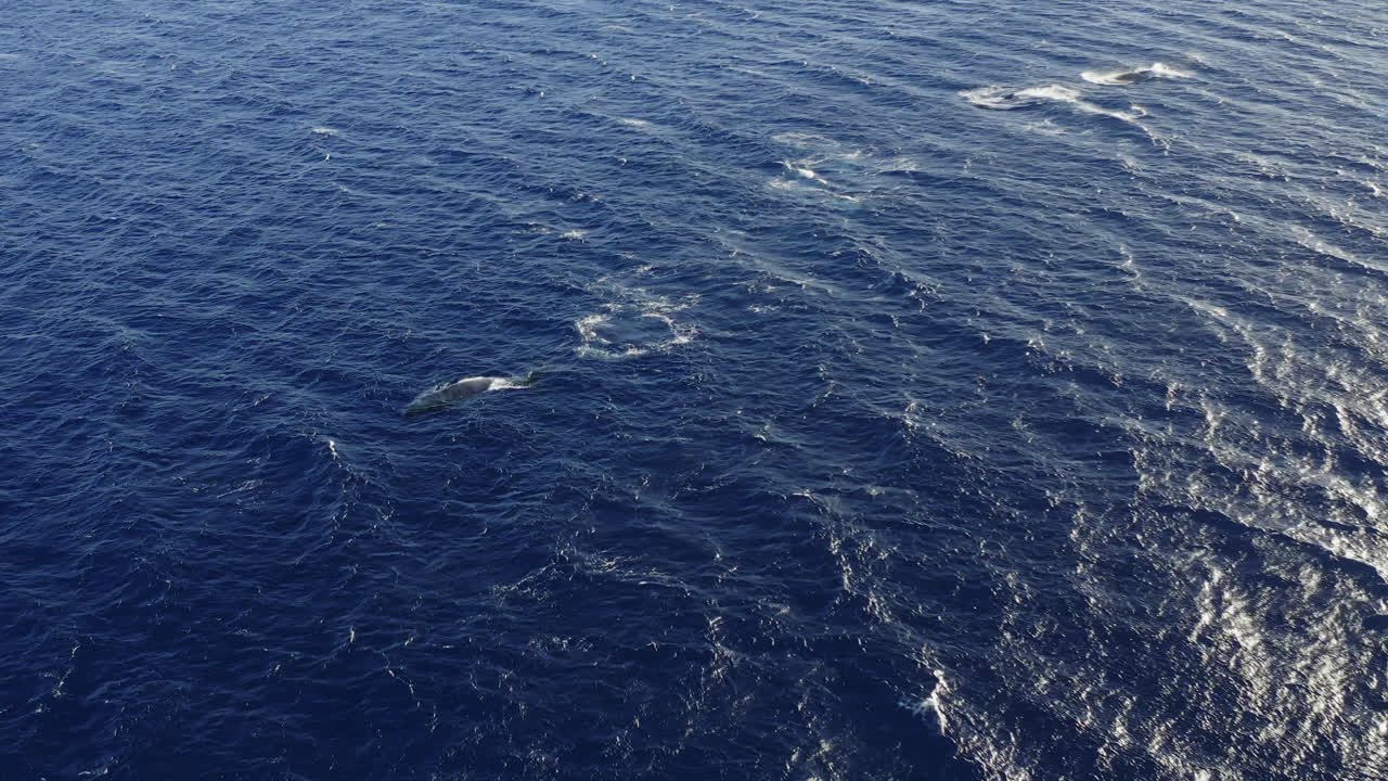 Humpback whales swim as a pod in deep blue waters off the coast of Maui, Hawai'i during mating season