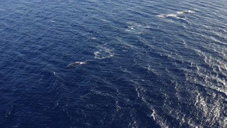 las ballenas jorobadas nadan en grupo en las aguas azules profundas de la costa de maui, hawai durante la temporada de apareamiento.