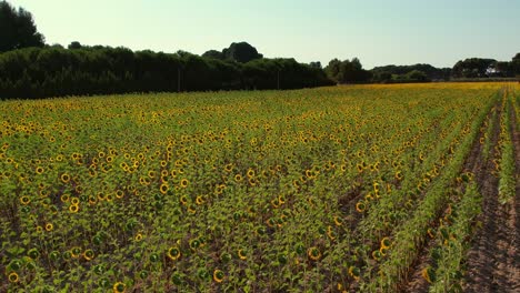 drone flies over sunflower fields