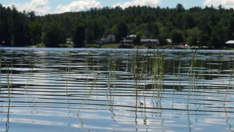 close up on water reeds in a shallow lake - plants in shimmering water and small town in background