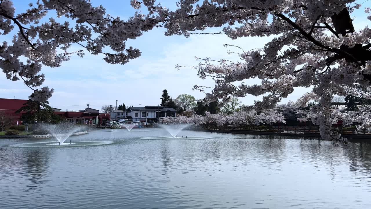 Cherry blossoms bloom over serene pond fountains in Sakura Park, Aomori, Japan