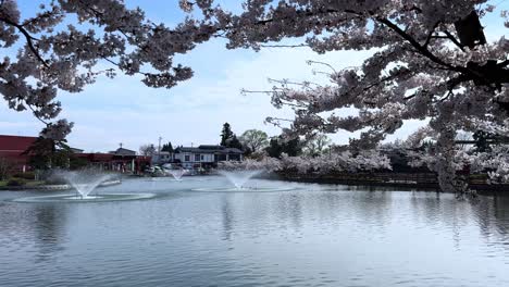 cherry blossoms bloom over serene pond fountains in sakura park, aomori, japan