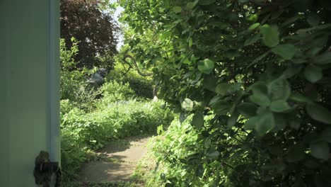 Durch-Eine-Türkisfarbene-Tür-In-Einen-Geheimen-Garten-Ragen