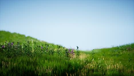 Feld-Mit-Grünem,-Frischem-Gras-Unter-Blauem-Himmel