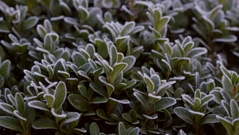 buxus bush covered in frost cu