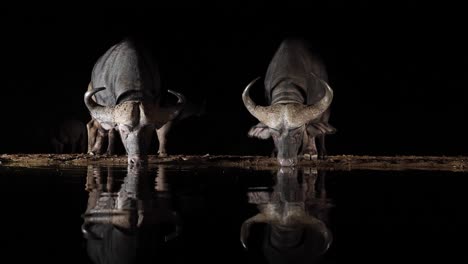 two reflected cape buffalo drink water from black pond on dark night