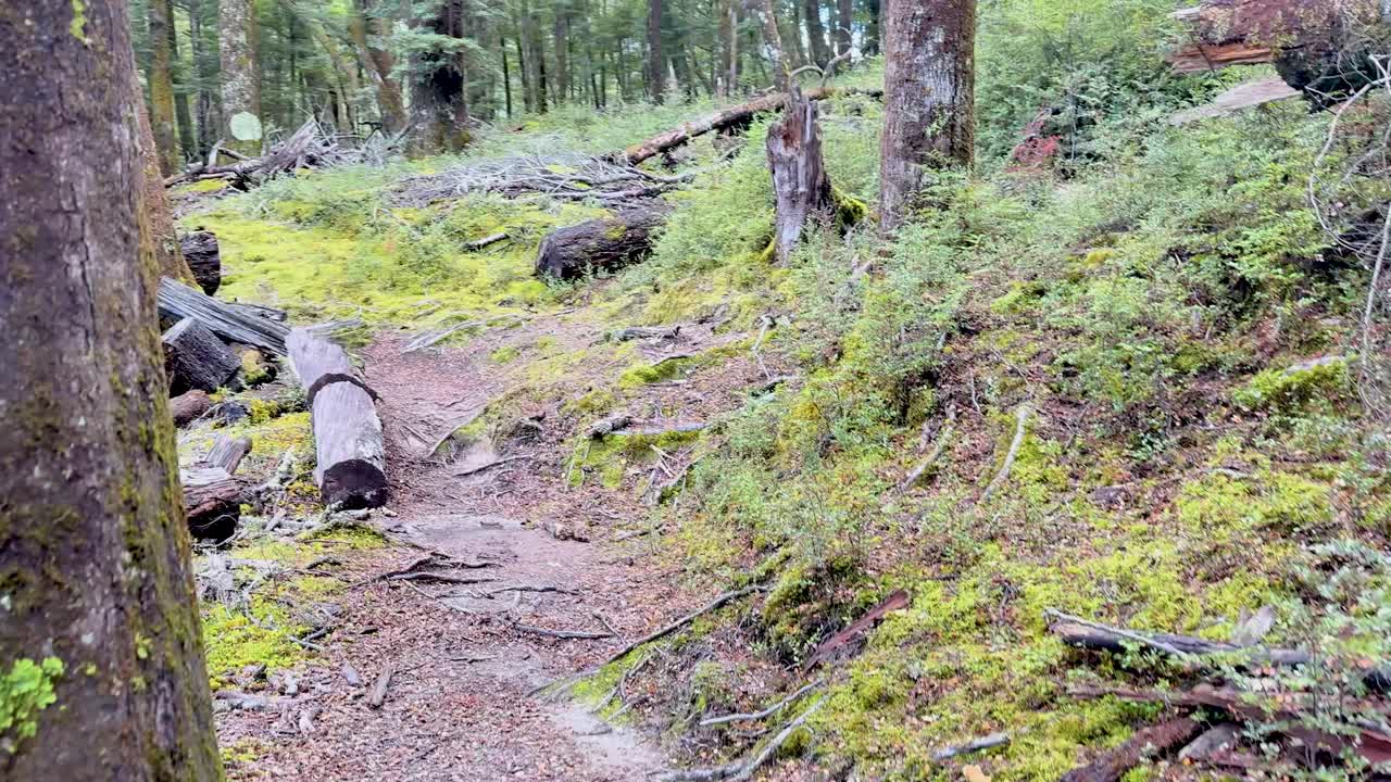 Camera moves along forest path with moss, tree roots, and soft natural daylight, handheld style