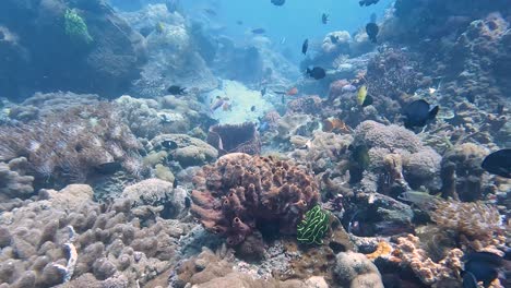 magical underwater world scuba diving over coral reef with shoals of different colourful fish species in the coral triangle of timor leste, south east asia