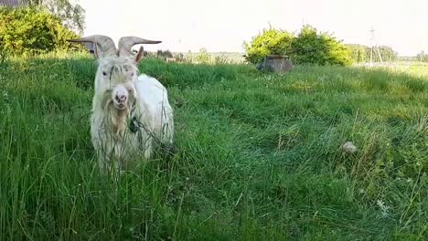 Close-Up-Of-Funny-Goat-Male