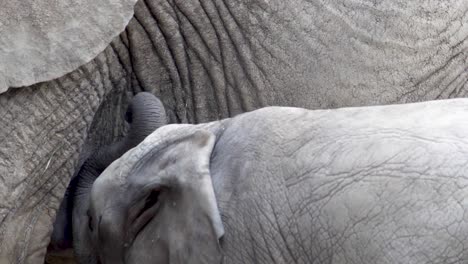 a baby elephant searches for and finds the mother's teat in a close up slow motion capture