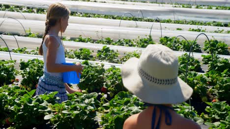 Girls-picking-strawberries-in-the-farm-4k