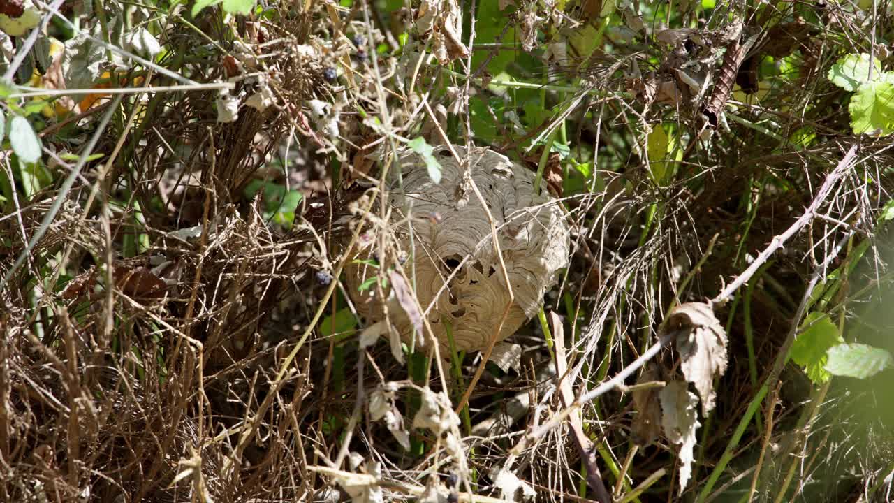 아시아 호네트 무리의 넓은 각도 가시 속에 숨겨져 있습니다.