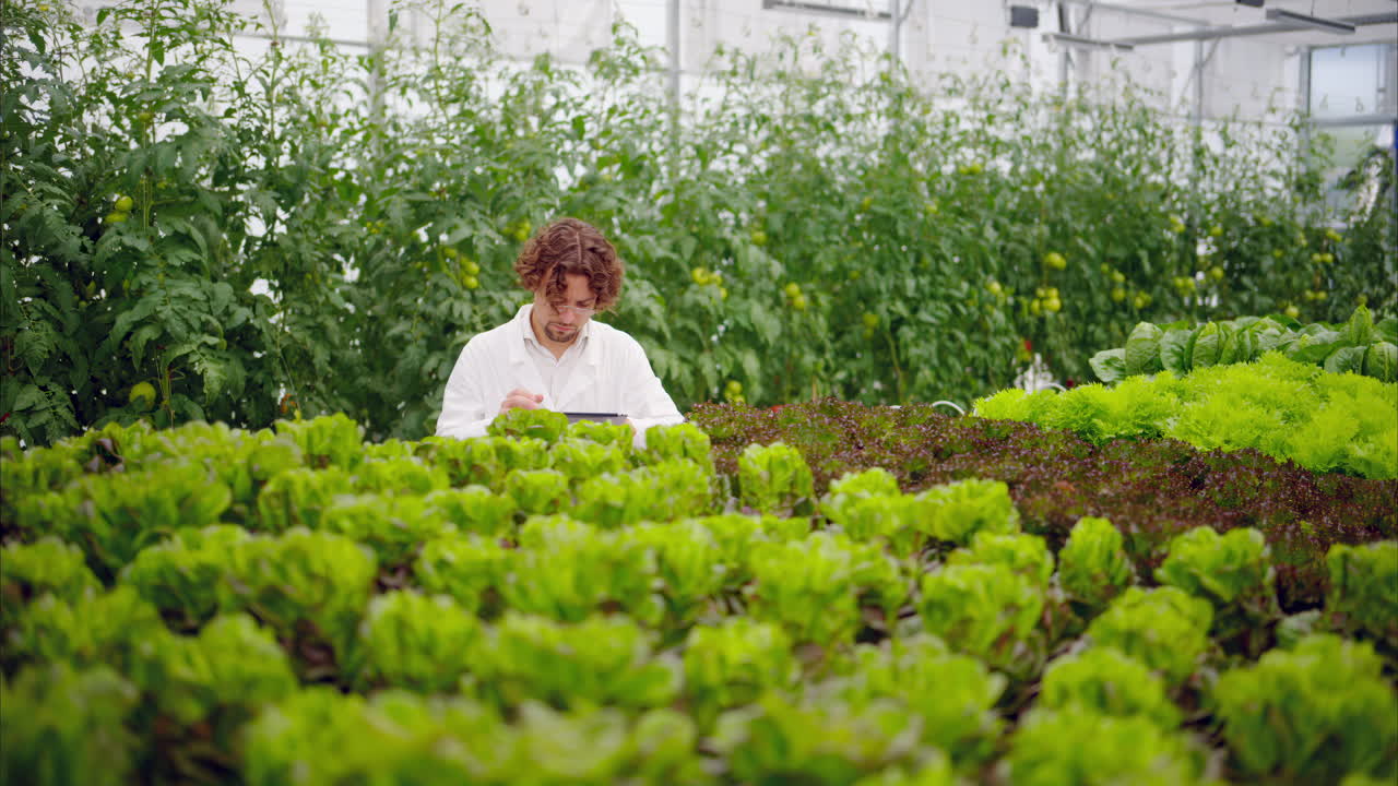 Laboratory technician in a white coat, holding a tablet while analysing plants grown with the Hydroponic method in a greenhouse