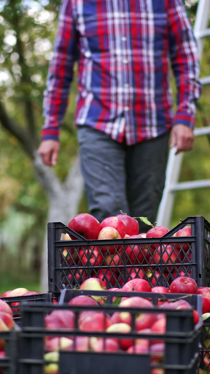 Adult man comes up to few boxes of apples. Male farmer looking over the ripe fruit to check if they are fine. Nature backdrop. Vertical video