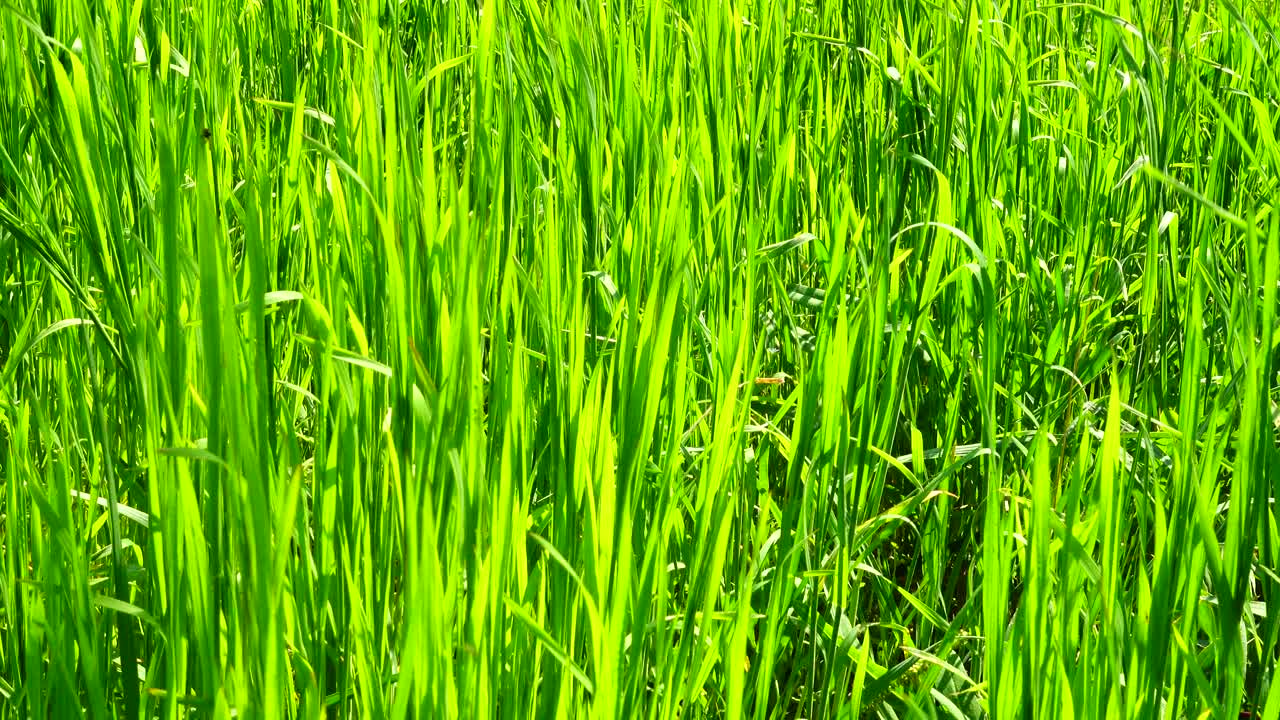 Lo scatto è più fresco dell'erba verde