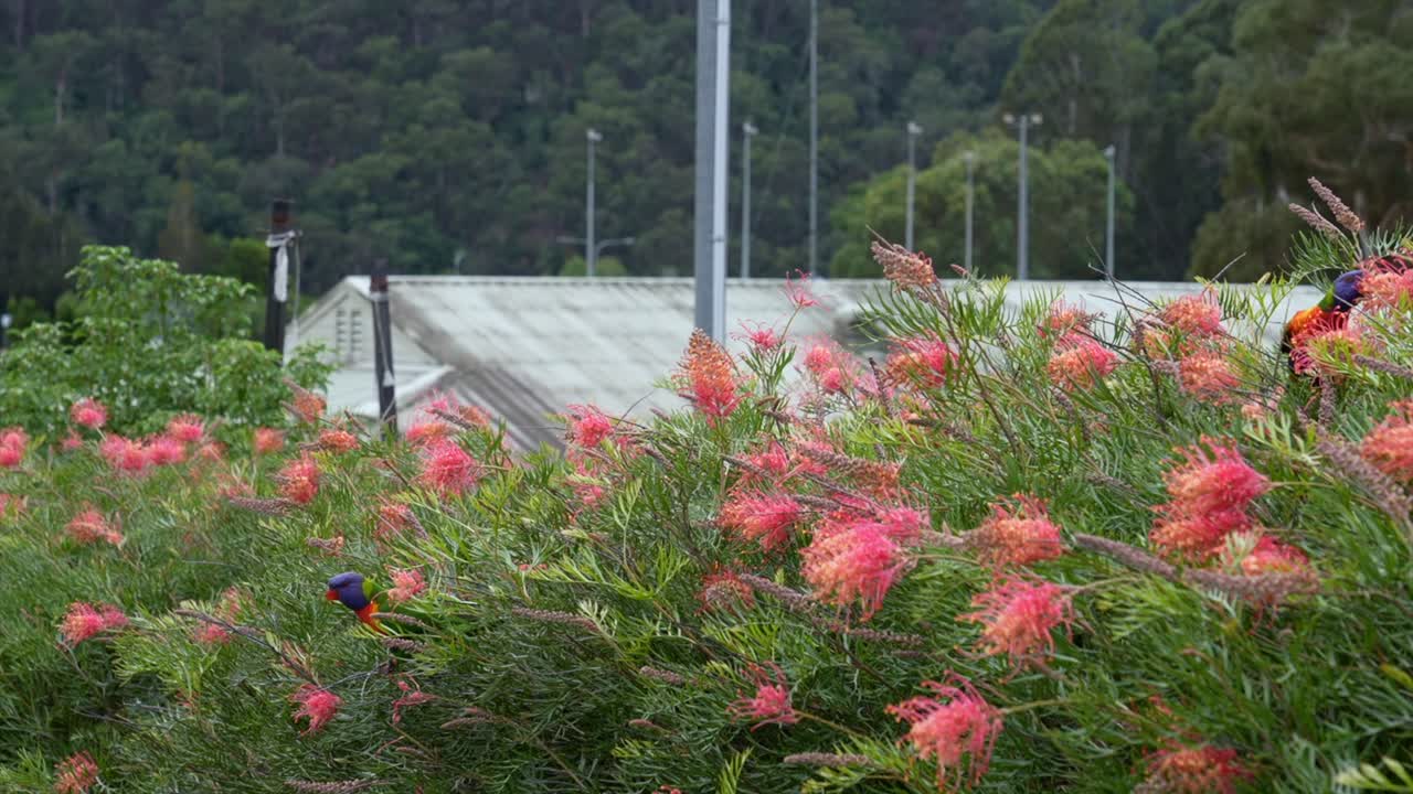 En fargerik fugl sitter i en hekk full av blomster i Wisemans Ferry, New South Wales, Australia