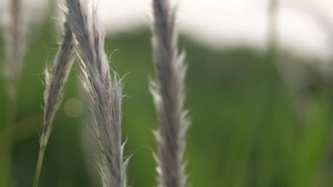 close up of green grass leaves with blur background