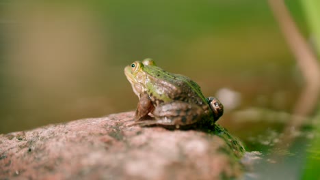 close up view of a frog resting on a rock