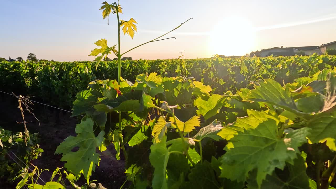 Viti che si crogiolano al sole della sera