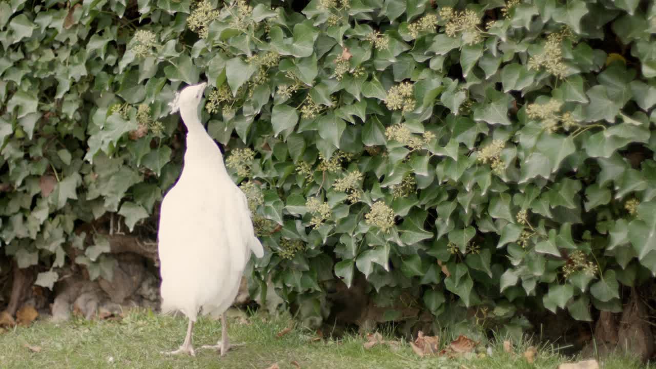 4k: pavo real albino blanco buscando curiosamente en un seto y saltando