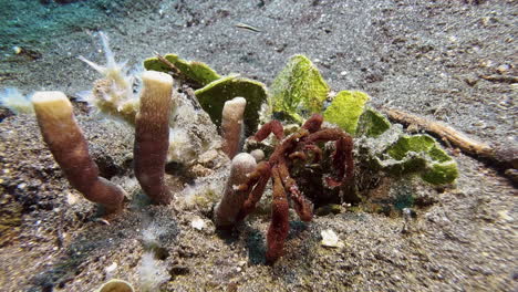 cangrejo orangután en la arena junto a coral o esponja de color coincidente