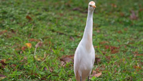 a wild great egret, ardea alba standing on the grass, wondering around the surroundings, scouting and stalking its potential prey in the park