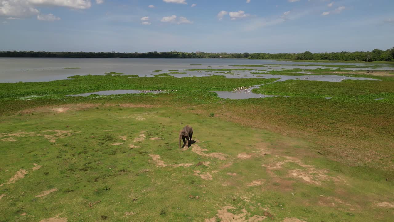 En ensom elefant foran en vakker innsjø på Sri Lanka