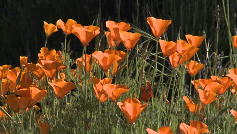 Primer-Plano-De-Amapolas-De-California-En-Flor-En-Ojai-California