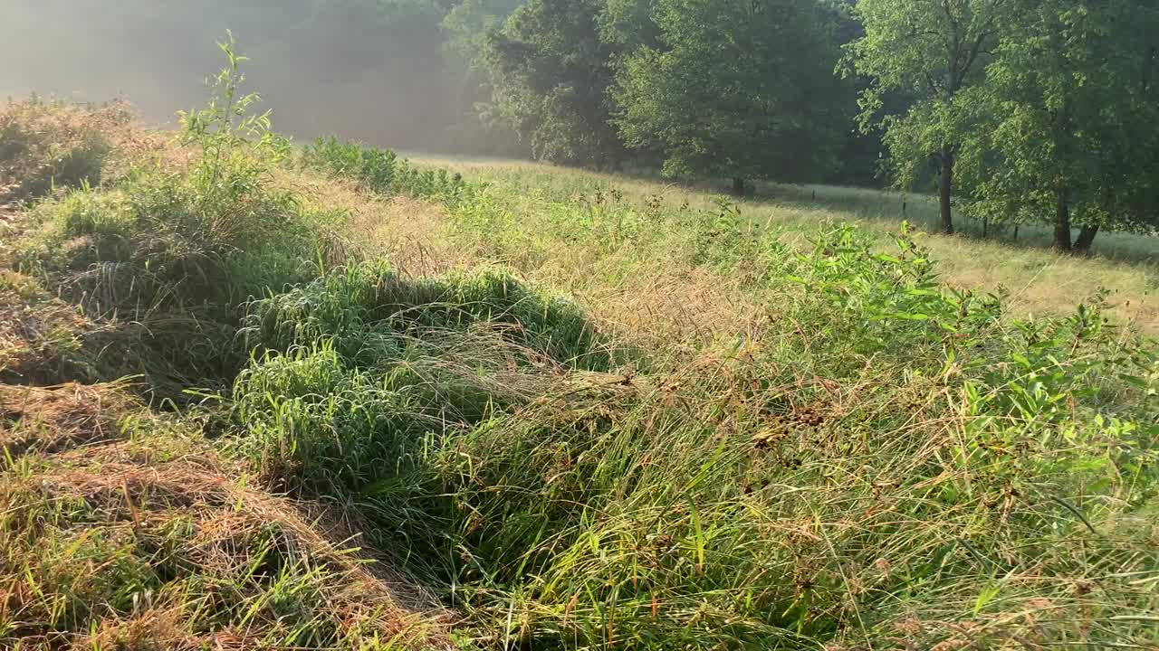 여름에 아름다운 초원