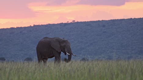 Slow-Motion-of-Africa-Wildlife,-African-Elephant-in-Beautiful-Orange-Pink-Sunset-in-Masai-Mara,-Kenya,-Safari-Animals-in-Dramatic-Scenery-and-Golden-Light-in-Maasai-Mara-National-Reserve