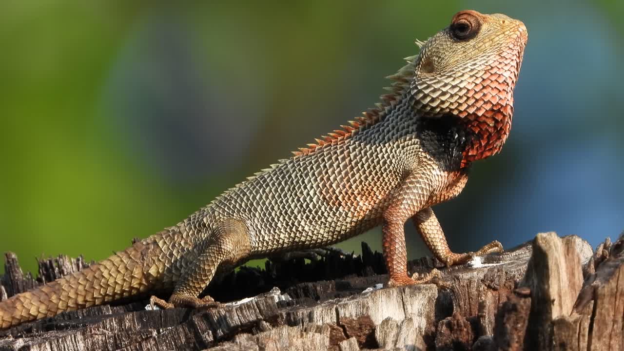 Lizard in chilling on tree UHD Mp4 4k 