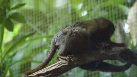 un par de titíes pigmeos limpiando su compañero zoológico de singapur