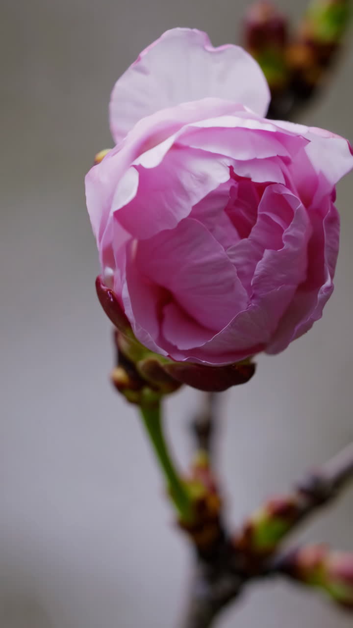 Close-up of Pink Cherry Blossom Buds and Flowers