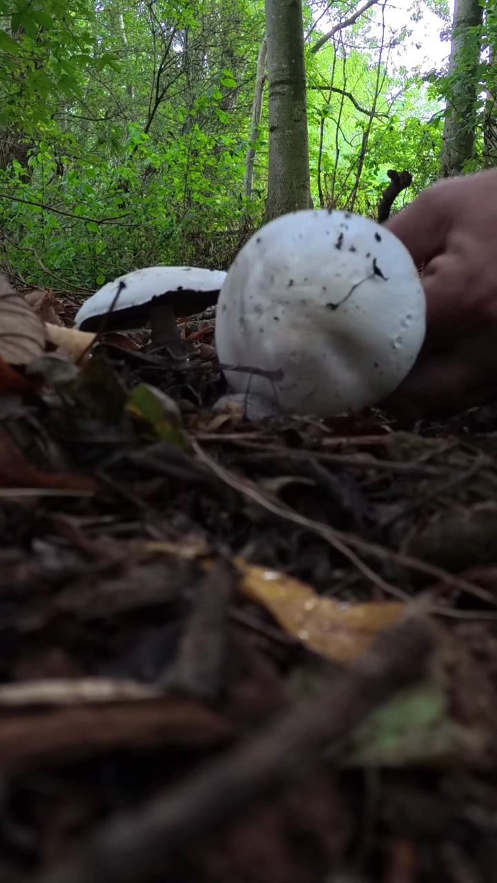 Vertical Man harvesting wild mushrooms growing on autumn woodland forest floor in fallen leaves