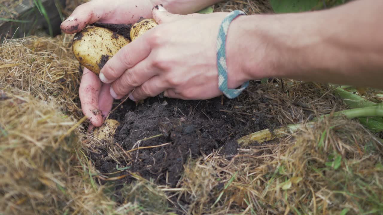 Hands digging into soil harvesting organic potatoes