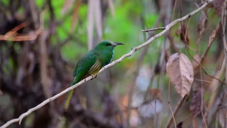 El-Abejaruco-De-Barba-Azul-Se-Encuentra-En-La-Península-De-Malaya,-Incluida-Tailandia,-En-Claros-De-Bosques-Particulares